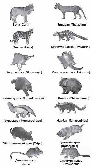 Sistemul genital și reproducerea mamiferelor (ovulului) Sistemul genital și reproducerea mamiferelor