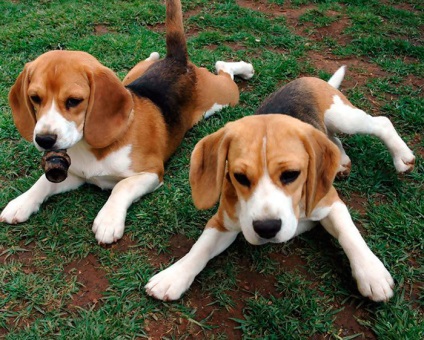 Rasa Dog English Foxhound (câine) Rasa Dog English Foxhound