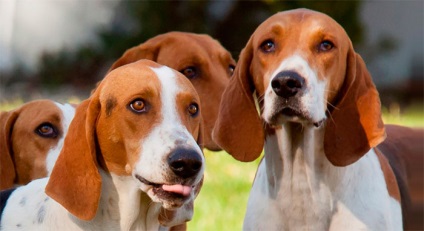 Rasa Dog English Foxhound (piatra) Rasa Dog English Foxhound