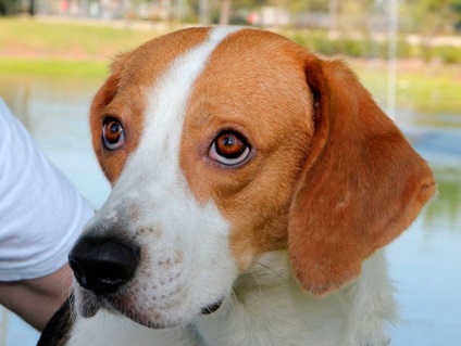 Rasa Dog English Foxhound (Foxhound) Rasa Dog English Foxhound