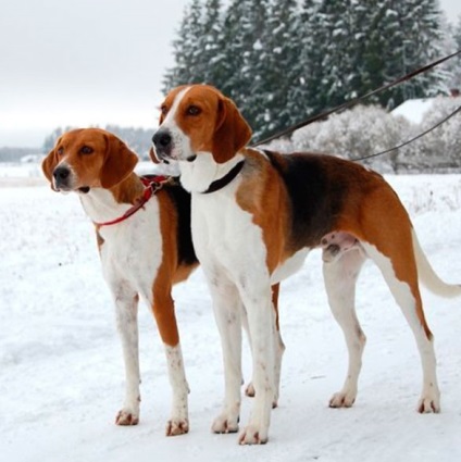 Rasa Dog English Foxhound (Foxhound) Rasa Dog English Foxhound