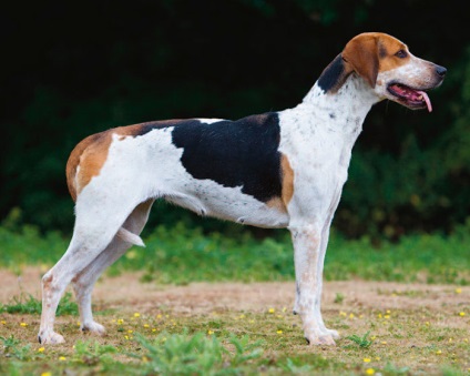 Rasa Dog English Foxhound (piatra) Rasa Dog English Foxhound