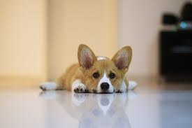 Istoria Corgi câine rasa de origine și caracteristicile conținutului (conținutul de Corgi câine rasa) Istoricul câine rasa Corgi de originea și caracteristicile conținutului
