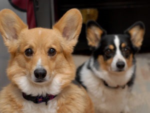 Istoria Corgi câine rasa de origine și caracteristicile conținutului (Corgi) Istoricul câine rasa Corgi de originea și caracteristicile conținutului