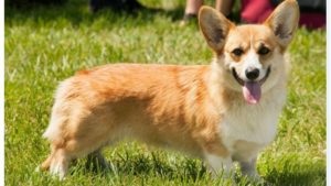 Istoria Corgi câine rasa de origine și caracteristicile conținutului (conținutul de Corgi câine rasa) Istoricul câine rasa Corgi de originea și caracteristicile conținutului