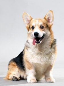 Istoria Corgi câine rasa de origine și caracteristicile conținutului (conținutul de Corgi câine rasa) Istoricul câine rasa Corgi de originea și caracteristicile conținutului