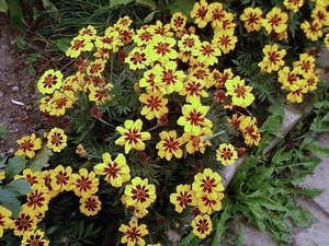 Plantarea galbenelele și îngrijirea florilor în câmp deschis și pe balcon la domiciliu - un loc de muncă ușoară (de plantare) Plantarea galbenelele și îngrijirea florilor în câmp deschis și pe balcon la domiciliu - un lucru ușor