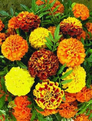 Plantarea galbenelele și îngrijirea florilor în câmp deschis și pe balcon la domiciliu - un lucru ușor (de îngrijire) Plantarea galbenelele și îngrijirea florilor în câmp deschis și pe balcon la domiciliu - un lucru ușor