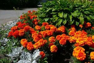 Plantarea galbenelele și îngrijirea florilor în câmp deschis și pe balcon la domiciliu - un lucru ușor (de îngrijire) Plantarea galbenelele și îngrijirea florilor în câmp deschis și pe balcon la domiciliu - un lucru ușor