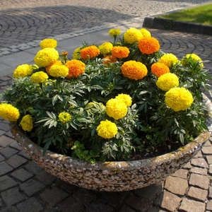 Plantarea galbenelele și îngrijirea florilor în câmp deschis și pe balcon la domiciliu - un lucru ușor (deschis) Plantarea galbenelele și îngrijirea florilor în câmp deschis și pe balcon la domiciliu - un lucru ușor