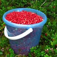 Plantarea și îngrijirea grădinii la dacha afine și grădinărit (de plantare) Plantarea și îngrijirea cranberries grădină la cabana lor de vară și grădină