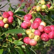 Plantarea și îngrijirea cranberries grădină la cabana lor de vară în grădină (tramvai) Plantarea și îngrijirea cranberries grădină la cabana lor de vară și grădină