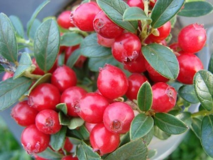 Plantarea și îngrijirea cranberries grădină la cabana lor de vară în grădină (tramvai) Plantarea și îngrijirea cranberries grădină la cabana lor de vară și grădină