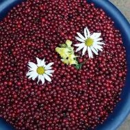 Plantarea și îngrijirea cranberries grădină la cabana lor de vară în grădină (îngrijire) Plantarea și îngrijirea cranberries grădină la cabana lor de vară și grădină