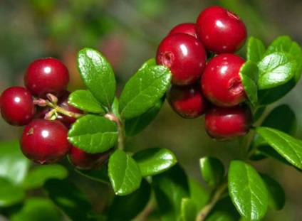 Plantarea și îngrijirea cranberries grădină la cabana lor de vară în grădină (tramvai) Plantarea și îngrijirea cranberries grădină la cabana lor de vară și grădină