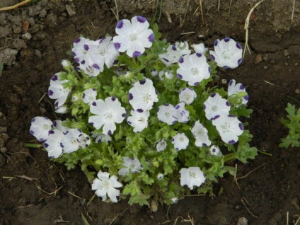 După ploaie (ploaie) după ploaie