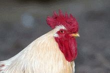 Adevărul și ficțiune despre pericolele de carne de pui (rau) Adevărul și ficțiune despre pericolele de carne de pui
