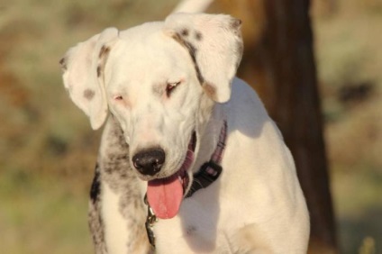 Cauze, diagnostic și tratament de orbire canin (orbire) Cauze, diagnostic și tratament de orbire la câini