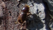 Motive pentru copaci uscare molid in regiunea Moscova (molid uscat) Motive pentru arbori de uscare molid în regiunea Moscova