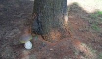 Motive pentru arbori de uscare molid în regiunea Moscova (care au avut loc molid) Motive pentru arbori de uscare molid în regiunea Moscova