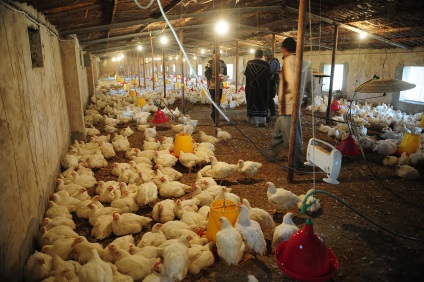 reproducție Homestead pui (păsări industriale) pui de reproducție Homestead