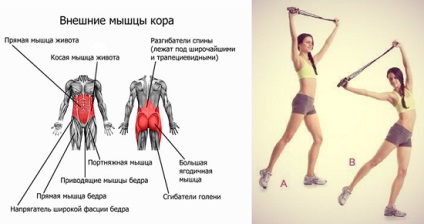 Sarind coarda, care mușchii sunt implicați că formarea și Bobs (coarda) Sarind coarda, care mușchii sunt implicați că formarea și Bobs