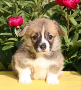 Vanzarea catelus Corgi galez - România, București