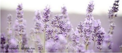 Provence Ghid pentru Provence, atracții, hărți (provence) Provence Ghid pentru Provence, atracții, hărți