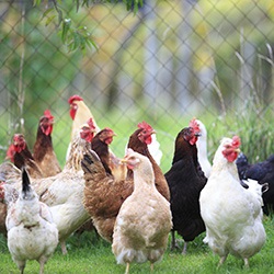 Păsărilor de curte (păsări de curte de reproducție) de afaceri de origine Păsări de curte ca o afacere