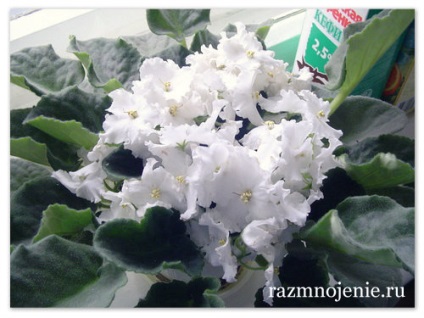 Povestea lui Irina Saintpaulia (violet) Povestea lui Irina senpolii