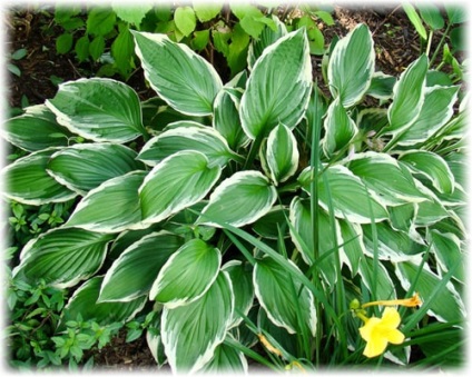 Gazdă de plantare de plante și de îngrijire, soiuri găzduiește foto (gazde) Gazdă de plantare de plante și de îngrijire, soiuri găzduiește fotografie