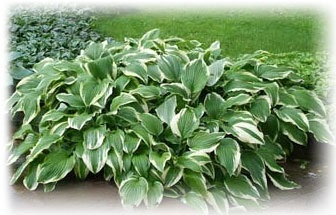 Gazdă de plantare de plante și de îngrijire, soiuri găzduiește fotografie (plantă) Gazdă de plantare de plante și de îngrijire, soiuri găzduiește fotografie