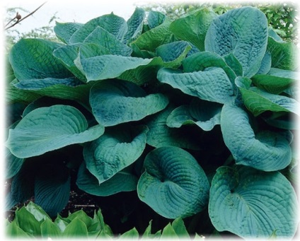 Gazdă de plantare de plante și de îngrijire, soiurile găzduiește fotografie (stropit în jurul Pământului) Gazdă de plantare de plante și de îngrijire, soiuri găzduiește fotografie