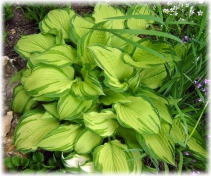 plantare gazdă și de îngrijire, soiurile găzduiește fotografie (de îngrijire) Gazdă de plantare de plante și de îngrijire, soiuri găzduiește fotografie