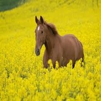 Plante și animale din domeniu (plantele) Plante și animale din domeniu