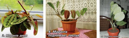 Plantele care sunt capabile să se deplaseze (deschise) Plantele care sunt capabile să se deplaseze