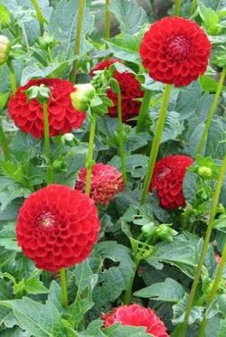 Plantele sunt prea bolnavi (plante infectate cu virus) Plantele, de asemenea, se îmbolnăvesc