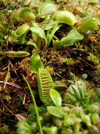 Plantele pradatori acasă (animale de pradă de plante) Plante Predators la domiciliu