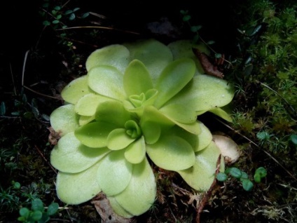 Plantele pradatori acasă (animale de pradă de plante) Plante Predators la domiciliu