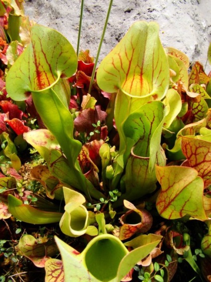 Plante Predators în casă (condiții) Plante Predators la domiciliu