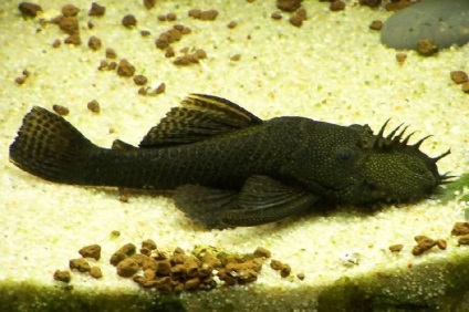 Reproducere Ancistrus somn (somn) Reproducere somn Ancistrus