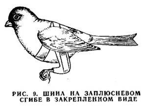 Rupturile, traumatisme si fracturi la nivelul picioarelor budgies ajuta (ondulat) Rupturile, traumatisme si fracturi la nivelul picioarelor budgies ajuta
