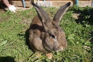 Iepuri de reproducție pentru carne este cel mai bun de rasa, creștere și îngrășare (iepuri de reproducție) Iepuri de reproducție pentru carne este cel mai bun din rasa, creștere și îngrășare