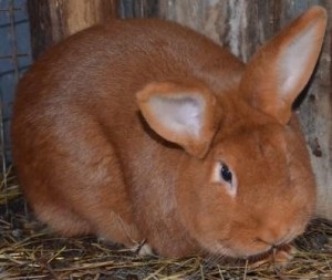 Iepuri de reproducție pentru carne este cel mai bun din rasa, creștere și îngrășare (conținut de iepuri) Iepuri de reproducție pentru carne este cel mai bun din rasa, creștere și îngrășare