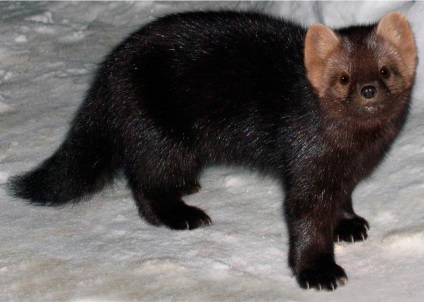 Sable de reproducție ca o afacere (foarte) Sable de reproducție ca o afacere