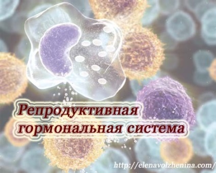 Sistemul de reproducere de hormoni (caracteristicile sexuale secundare) Sistemul de reproducere de hormoni
