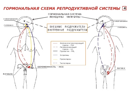 sistemul de reproducere hormon, căsătorie ecologic (sistem) Sistemul de reproducere de hormoni, căsătorie ecologică