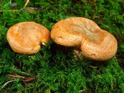 șofran de ciuperci (șofran) lapte șofran capac de ciuperci