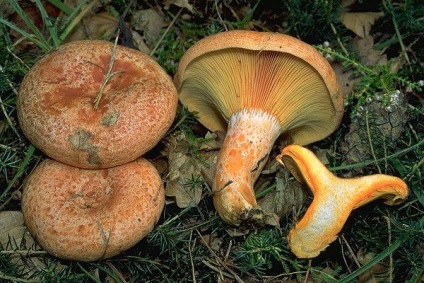 ciuperca ghimbir (ciuperci) lapte șofran capac de ciuperci