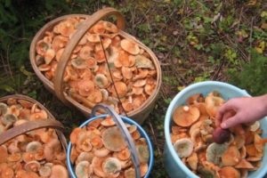 șofran de ciuperci (șofran) lapte șofran capac de ciuperci
